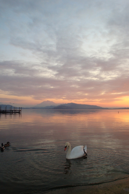 Schwan auf ruhigem Wasser