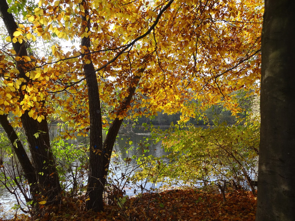 Herbstlaub am ruhigen See