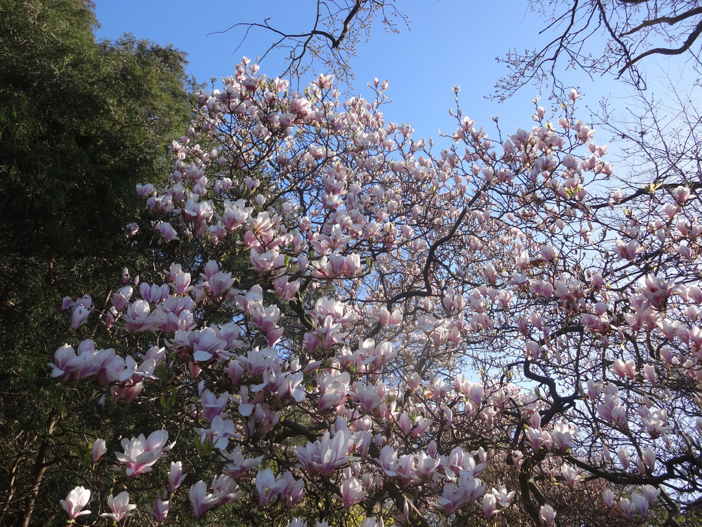 Magnolienblüten vor blauem Himmel