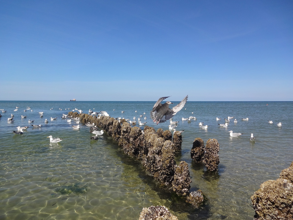 Möwen am Wasser mit Felsen