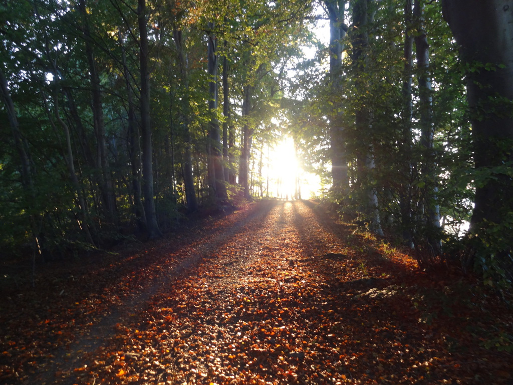 Heller Waldweg mit Laub
