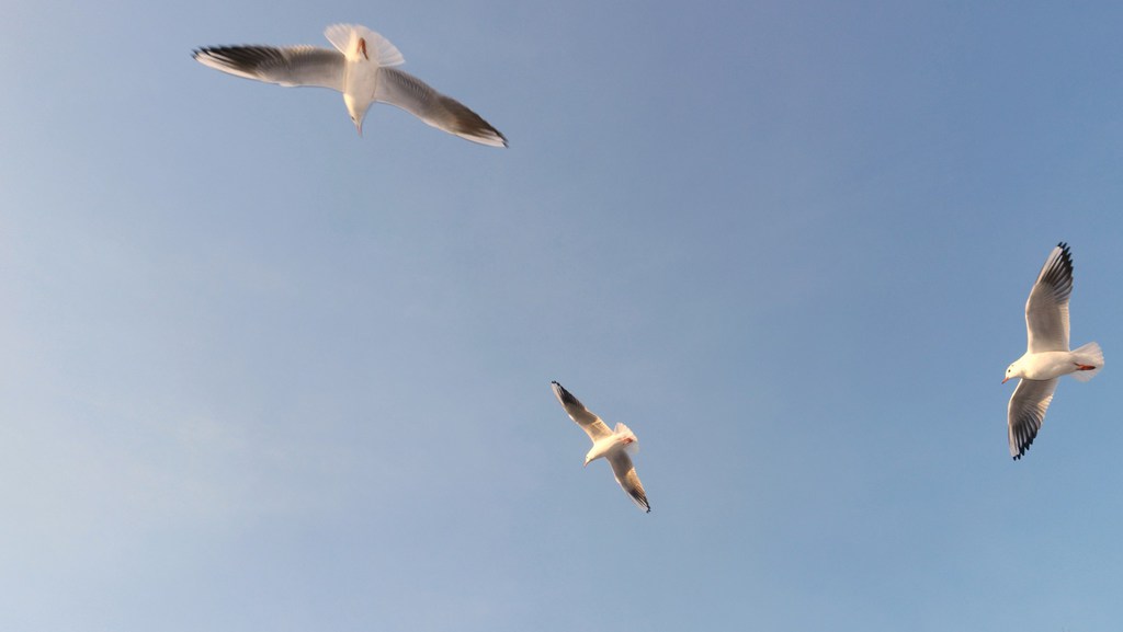 Fliegende Möwen im Himmel