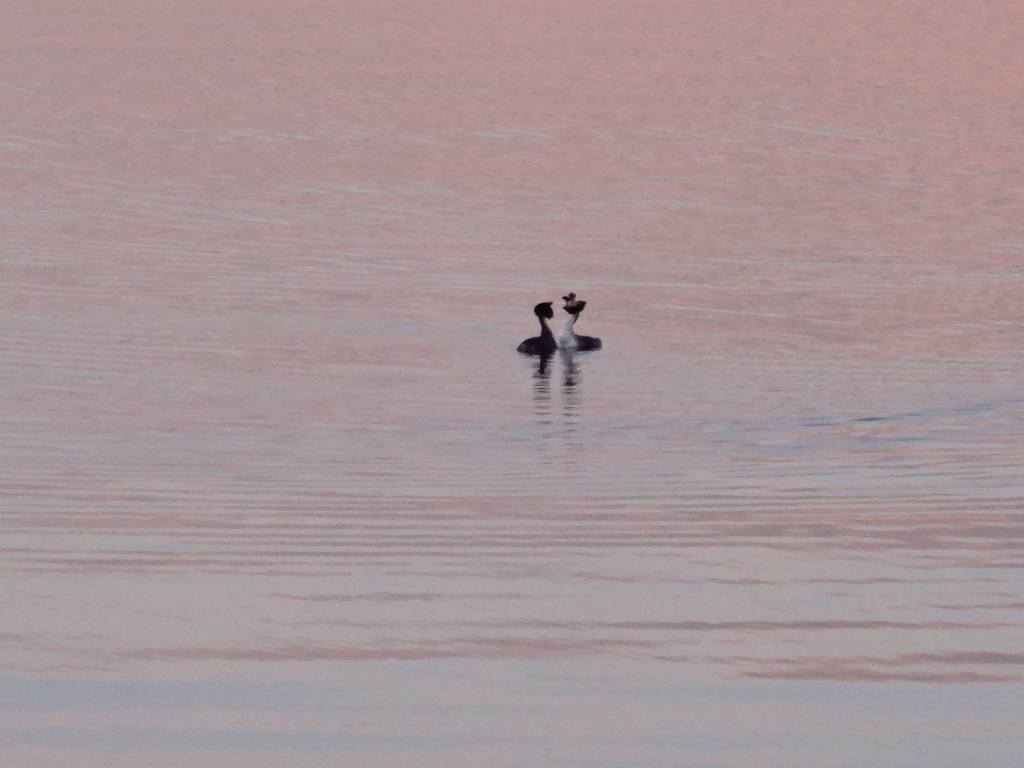 Enten im ruhigen Wasser
