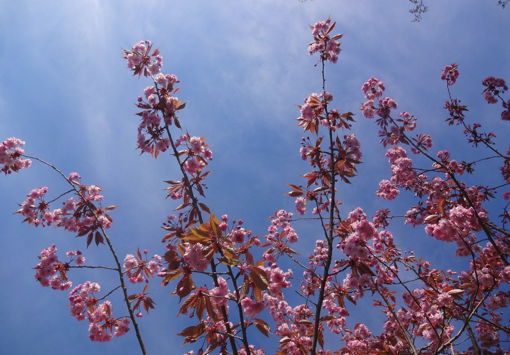 Blühende Kirschbaumzweige, blauer Himmel