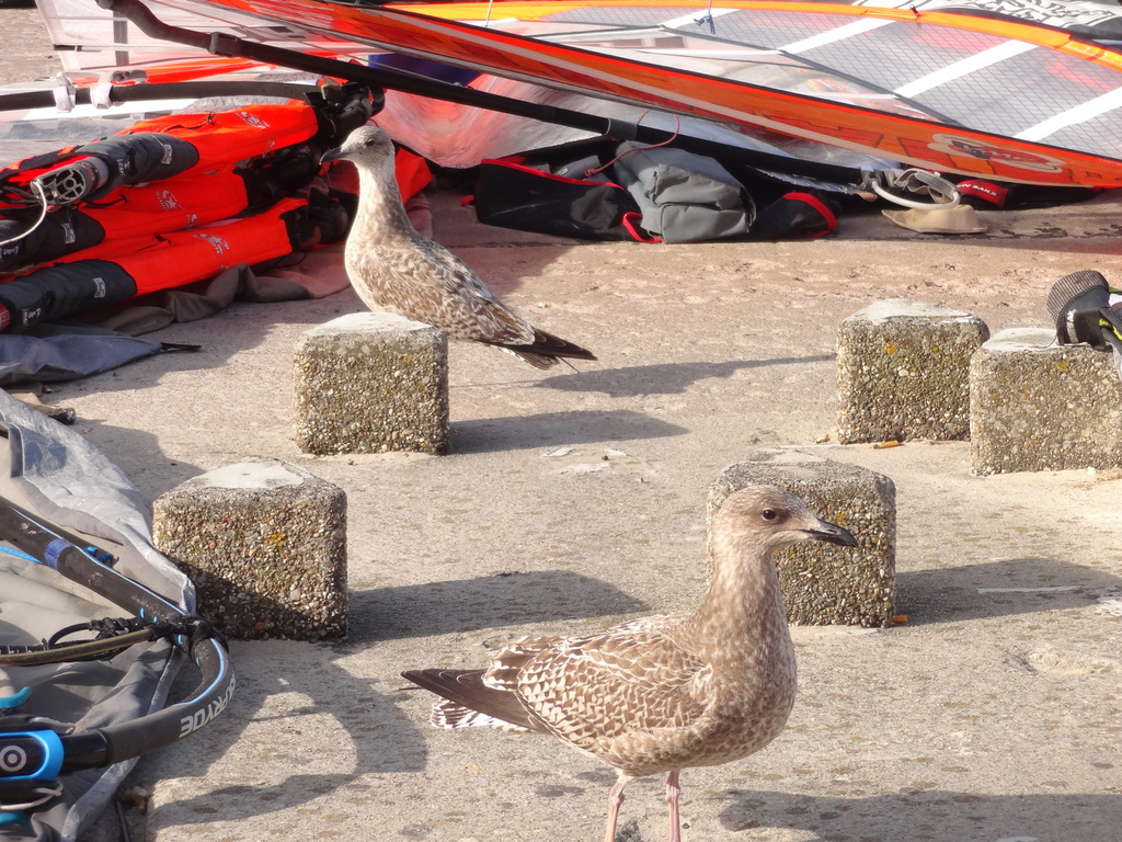 Möwen auf einer Pierfläche