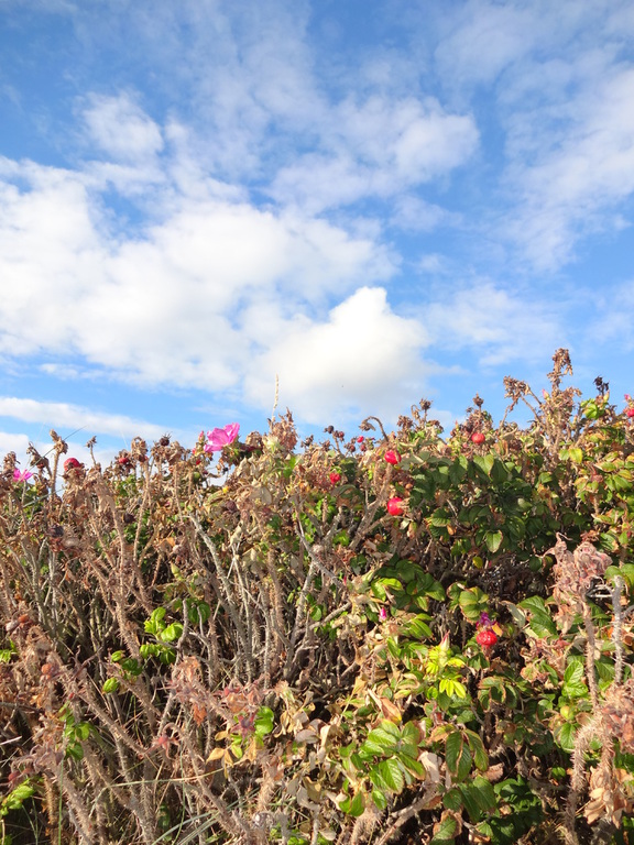 Blühende Pflanzen gegen blauen Himmel