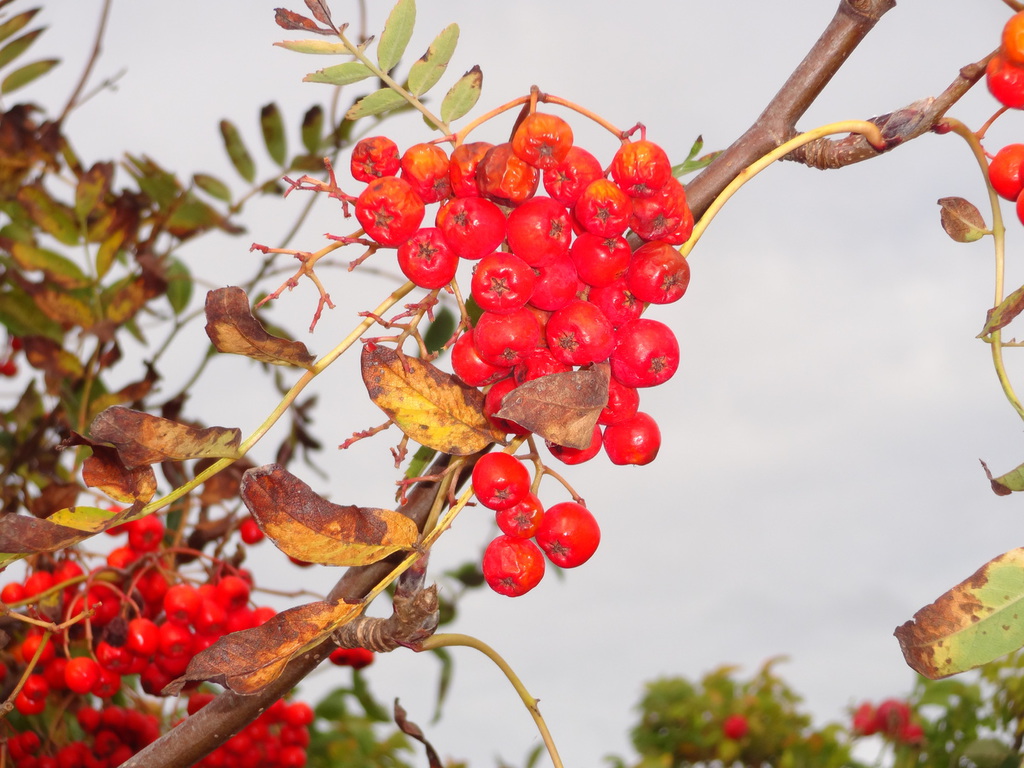 Rote Beeren an Zweigen