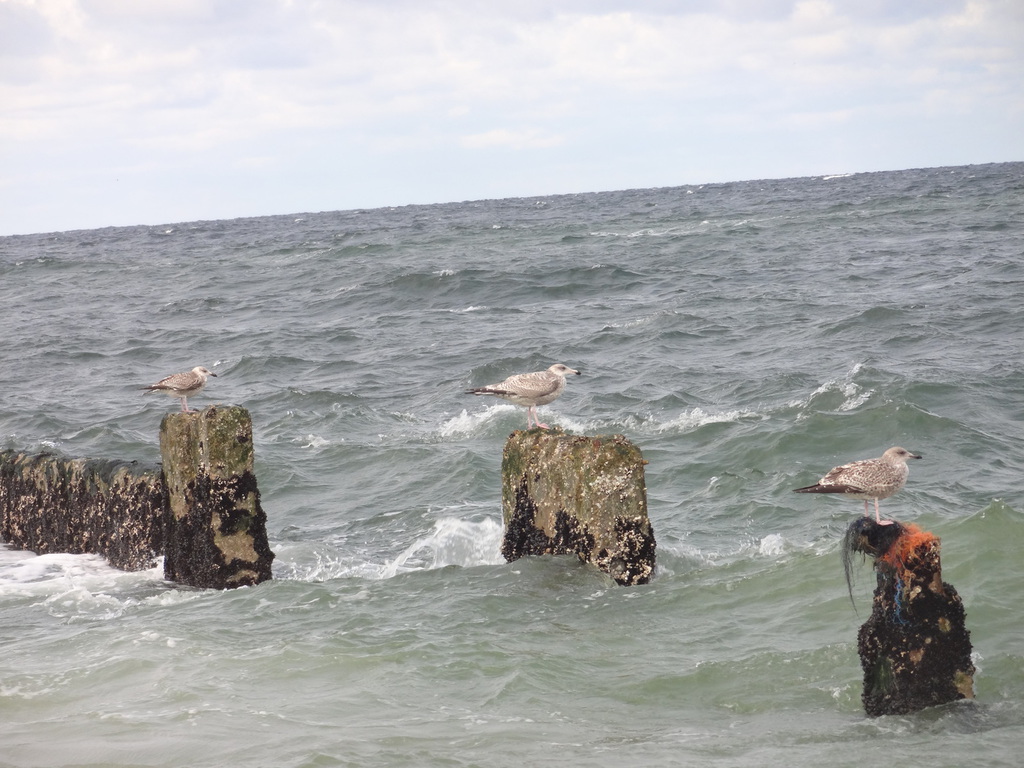Möwen auf Pfosten am Wasser